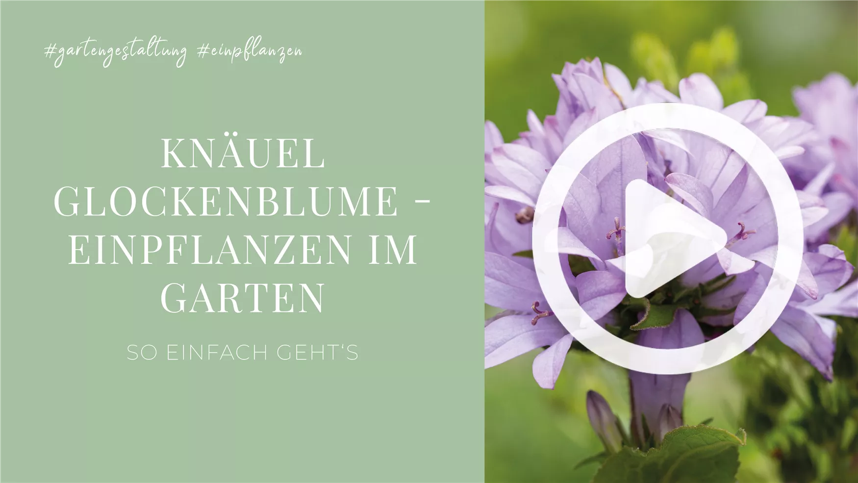 Knäuel Glockenblume - Einpflanzen im Garten Knäuel Glockenblume - Einpflanzen im Garten