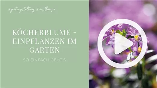 Köcherblume - Einpflanzen im Garten