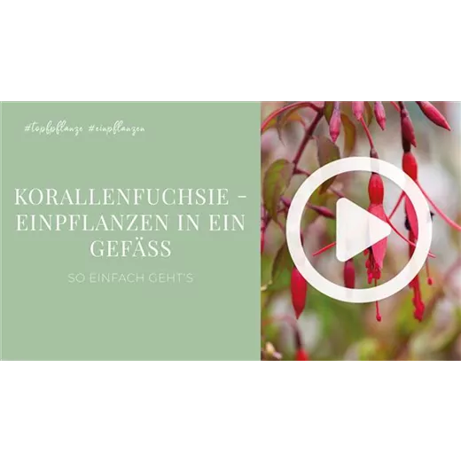 Korallenfuchsie - Einpflanzen in ein Gefäß Korallenfuchsie - Einpflanzen in ein Gefäß