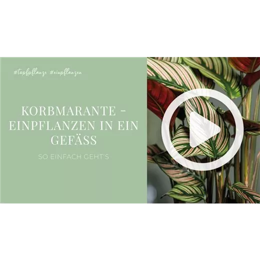 Korbmarante - Einpflanzen in ein Gefäß Korbmarante - Einpflanzen in ein Gefäß