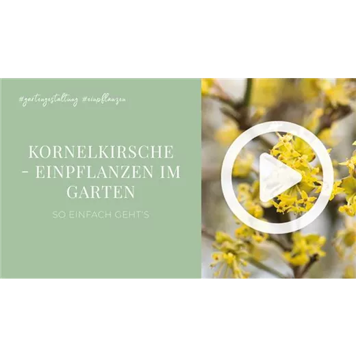 Kornelkirsche - Einpflanzen im Garten