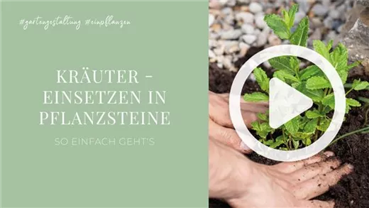 Kräuter - Einsetzen in Pflanzsteine Kräuter - Einsetzen in Pflanzsteine