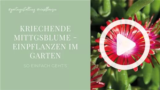 Kriechende Mittgsblume - Einpflanzen im Garten Kriechende Mittgsblume - Einpflanzen im Garten