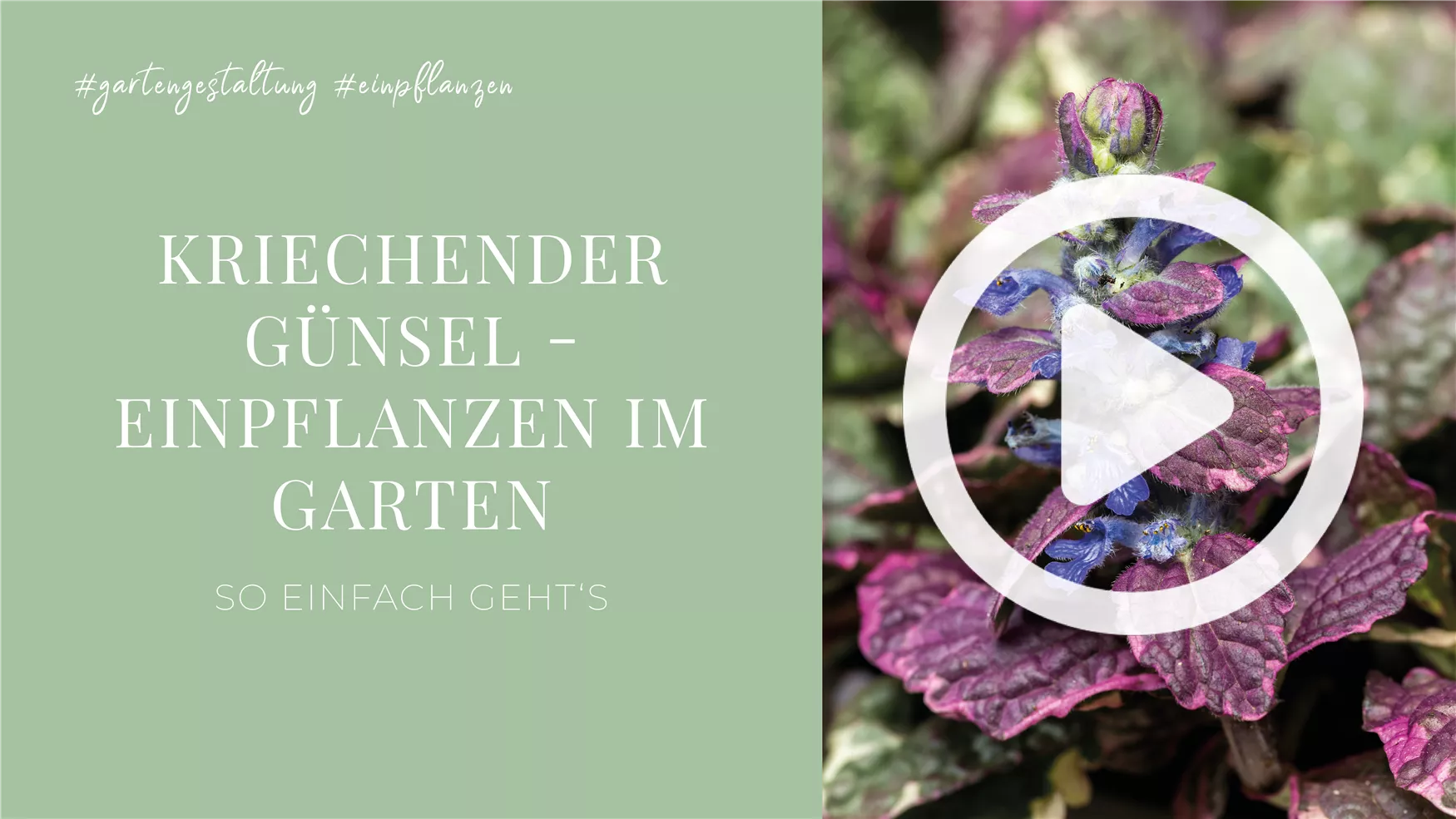 Kriechender Günsel - Einpflanzen im Garten Kriechender Günsel - Einpflanzen im Garten