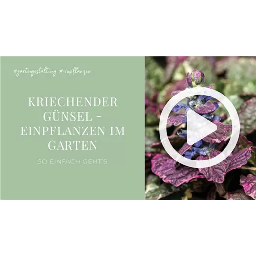 Kriechender Günsel - Einpflanzen im Garten Kriechender Günsel - Einpflanzen im Garten