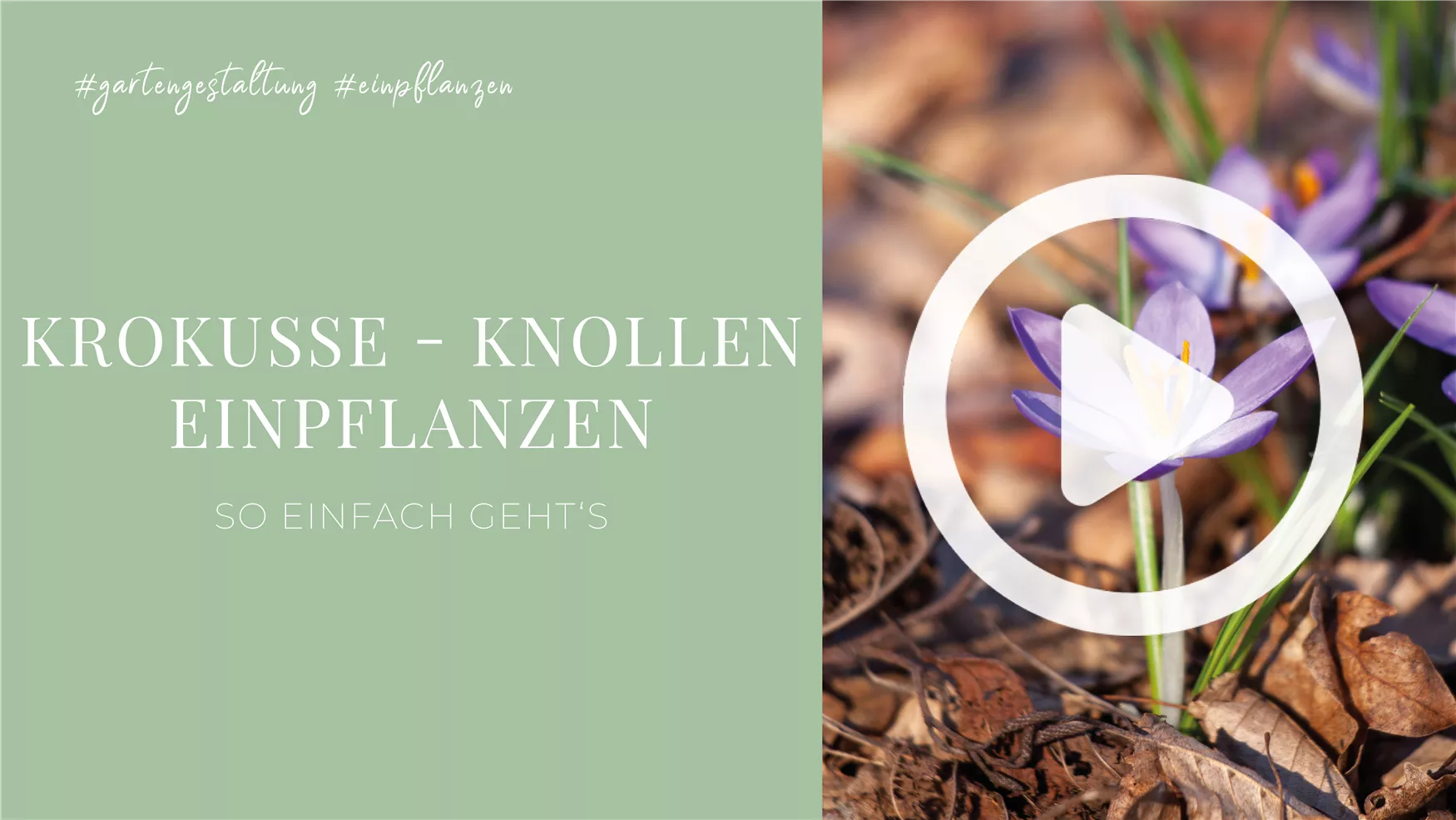 Krokusse - Knollen einpflanzen Krokusse - Knollen einpflanzen
