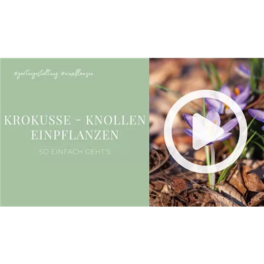 Krokusse - Knollen einpflanzen Krokusse - Knollen einpflanzen