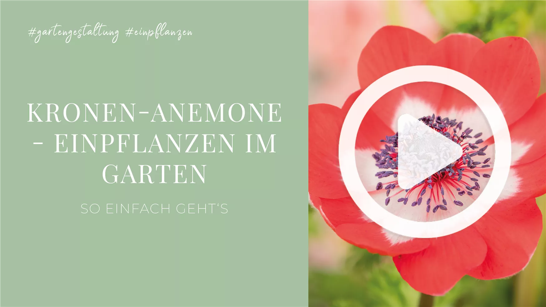 Kronen-Anemone - Einpflanzen im Garten Kronen-Anemone - Einpflanzen im Garten