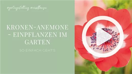 Kronen-Anemone - Einpflanzen im Garten