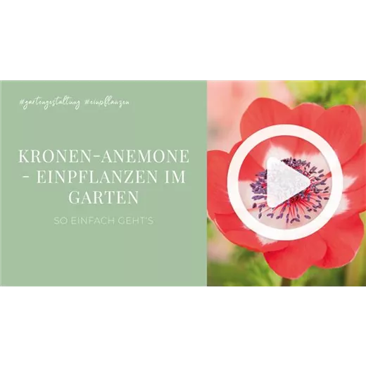 Kronen-Anemone - Einpflanzen im Garten Kronen-Anemone - Einpflanzen im Garten