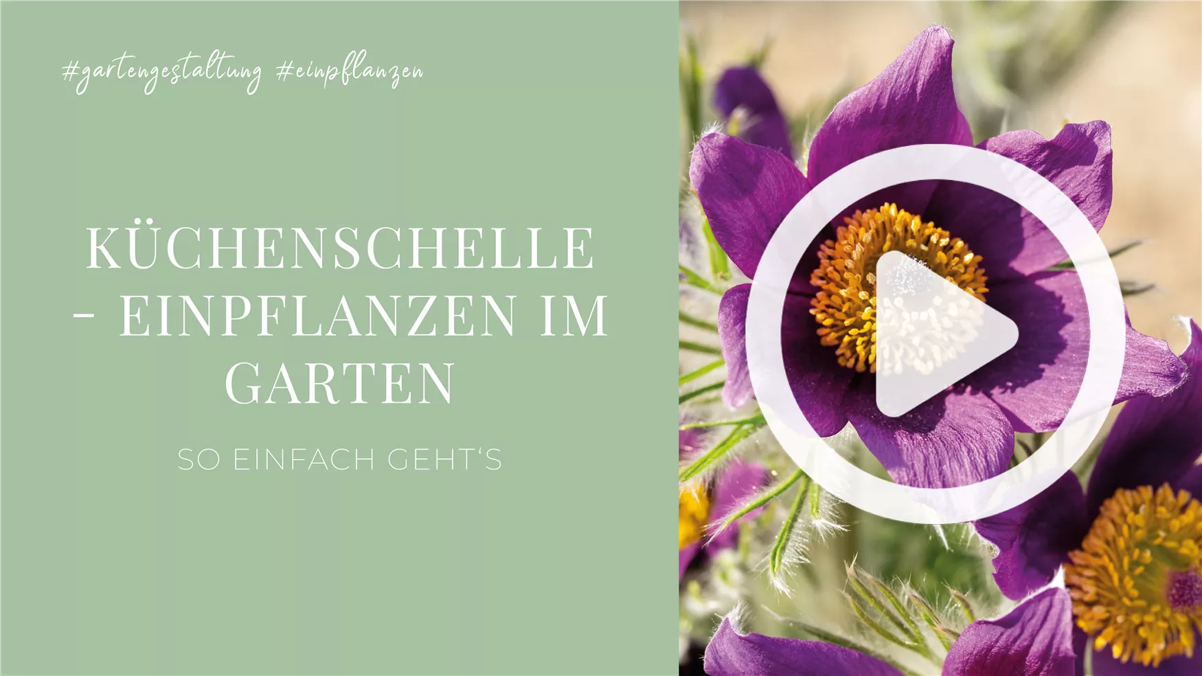 Küchenschelle - Einpflanzen im Garten Küchenschelle - Einpflanzen im Garten