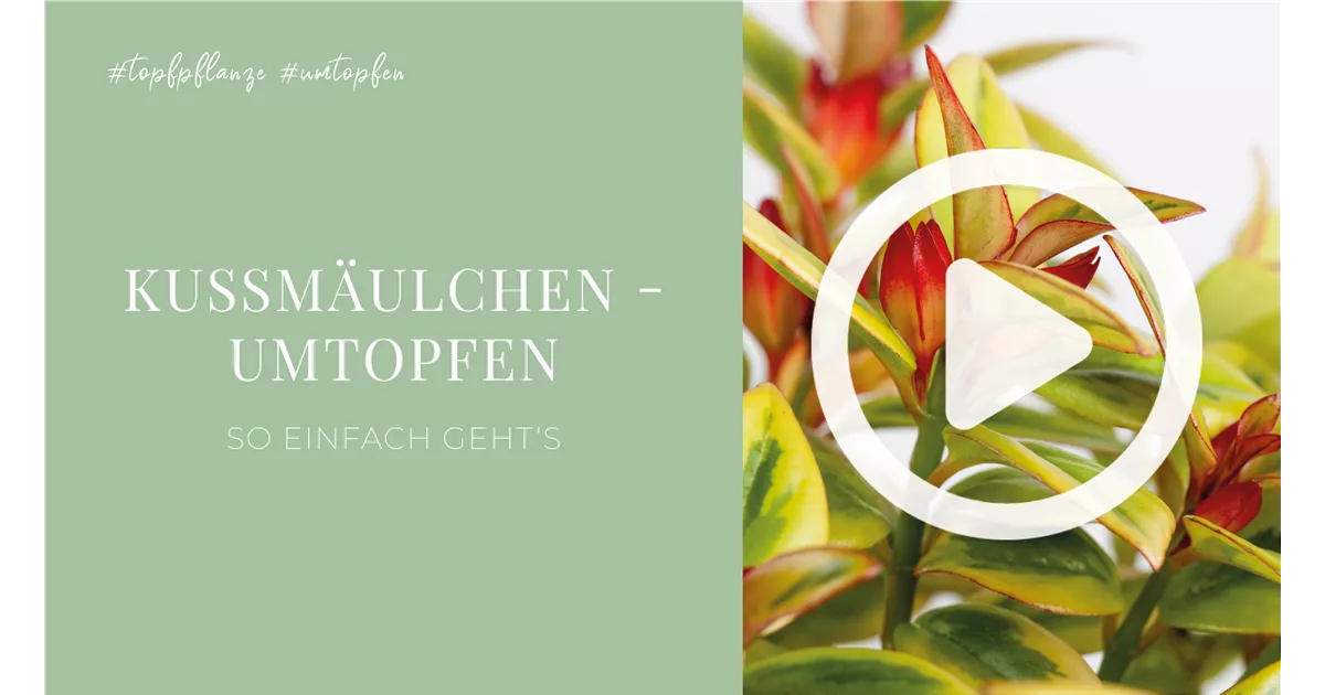 Kumulchen - Umtopfen