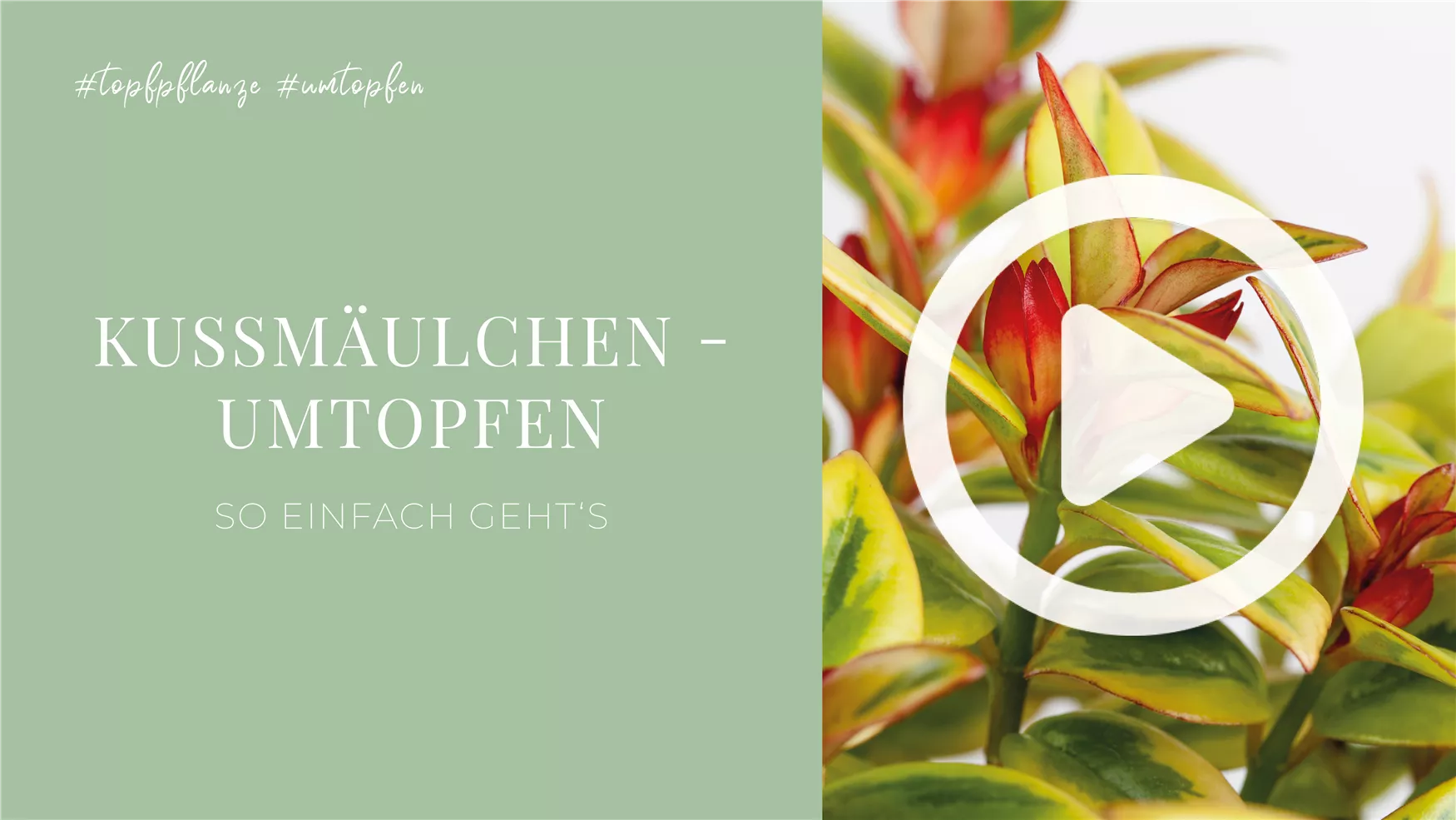 Kußmäulchen - Umtopfen Kußmäulchen - Umtopfen