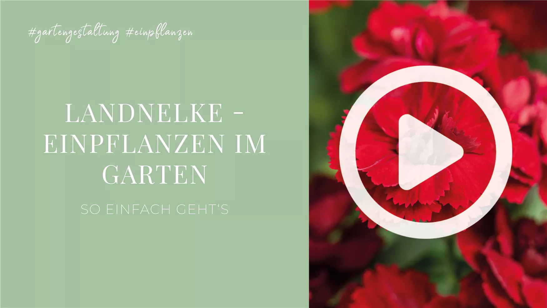 Landnelke - Einpflanzen im Garten Landnelke - Einpflanzen im Garten