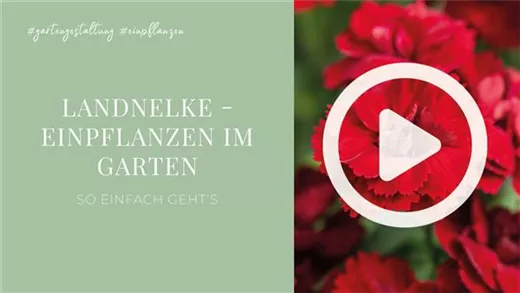 Landnelke - Einpflanzen im Garten