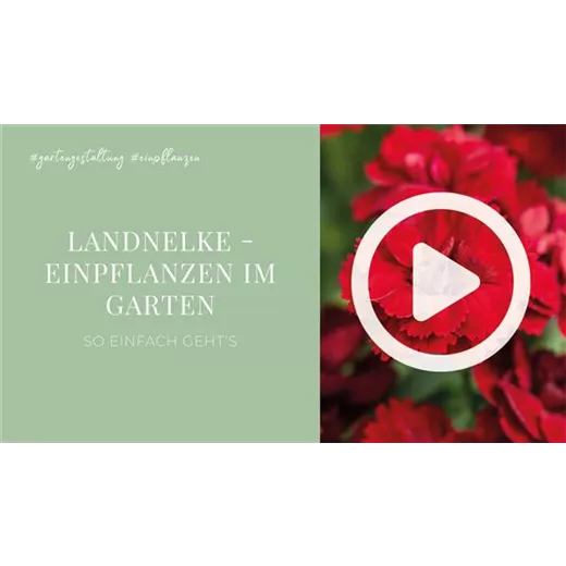 Landnelke - Einpflanzen im Garten Landnelke - Einpflanzen im Garten