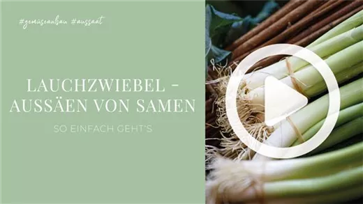 Lauchzwiebel - Aussäen von Samen Lauchzwiebel - Aussäen von Samen
