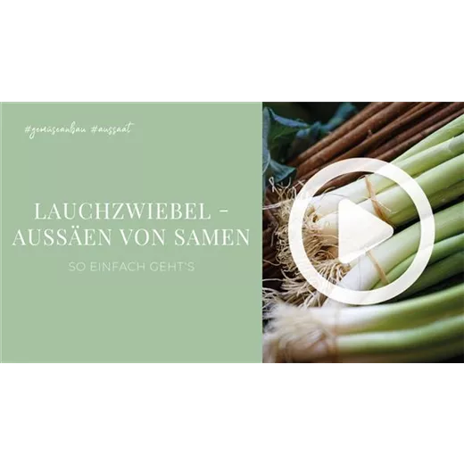Lauchzwiebel - Aussäen von Samen Lauchzwiebel - Aussäen von Samen