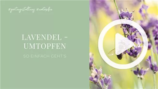 Lavendel - Umtopfen