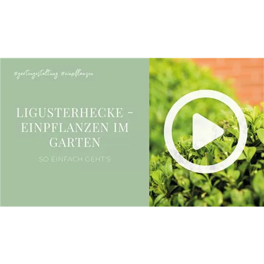 Ligusterhecke - Einpflanzen im Garten