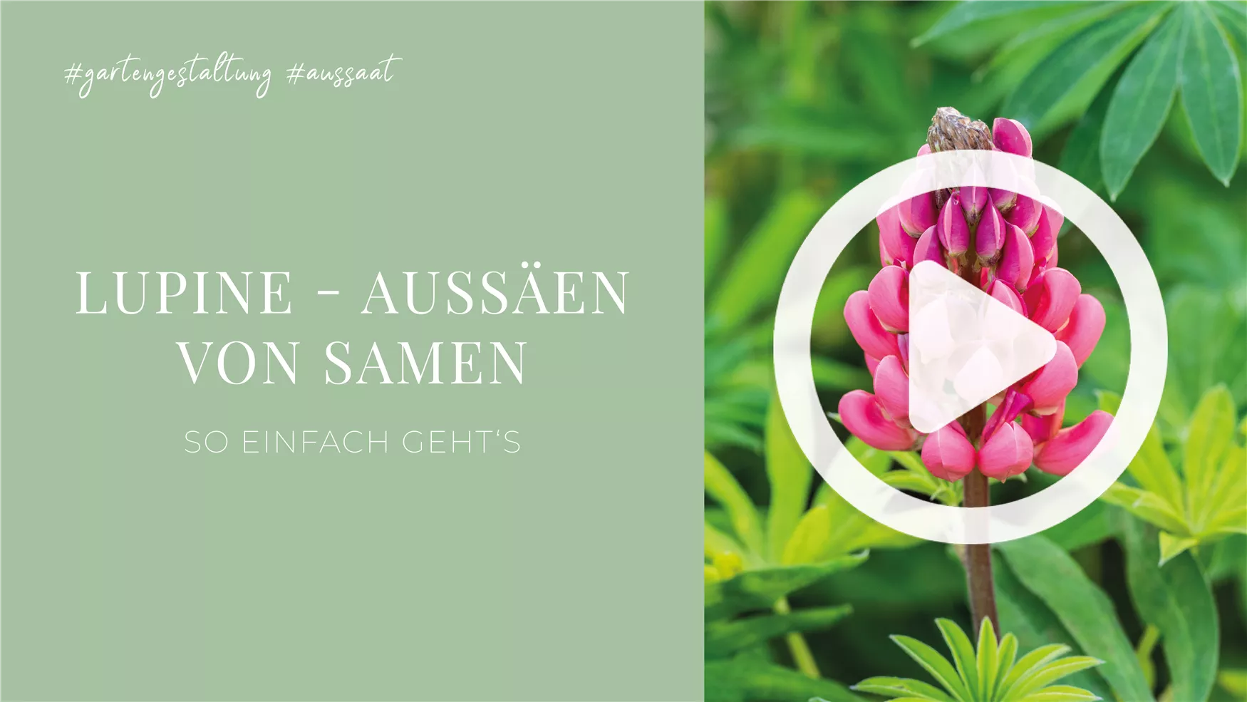 Lupine - Aussäen von Samen Lupine - Aussäen von Samen
