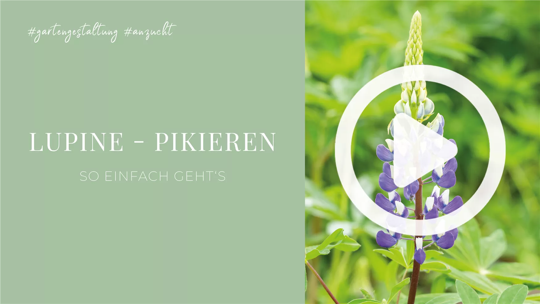 Lupine - Pikieren Lupine - Pikieren