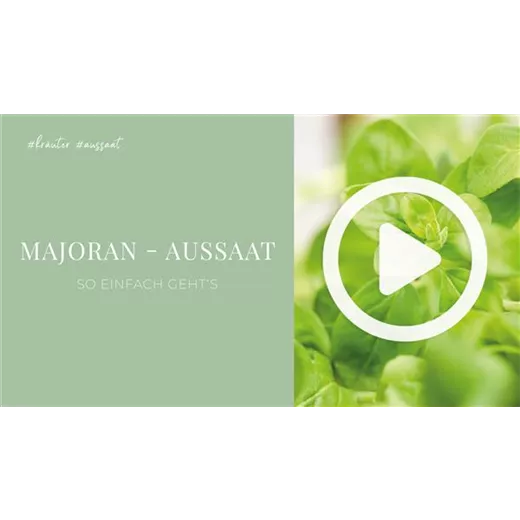 Majoran - Aussaat Majoran - Aussaat
