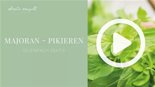 Majoran - Pikieren