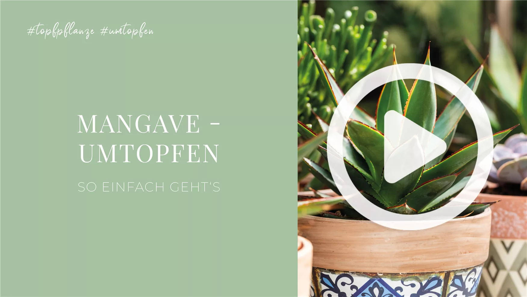 Mangave - Umtopfen Mangave - Umtopfen