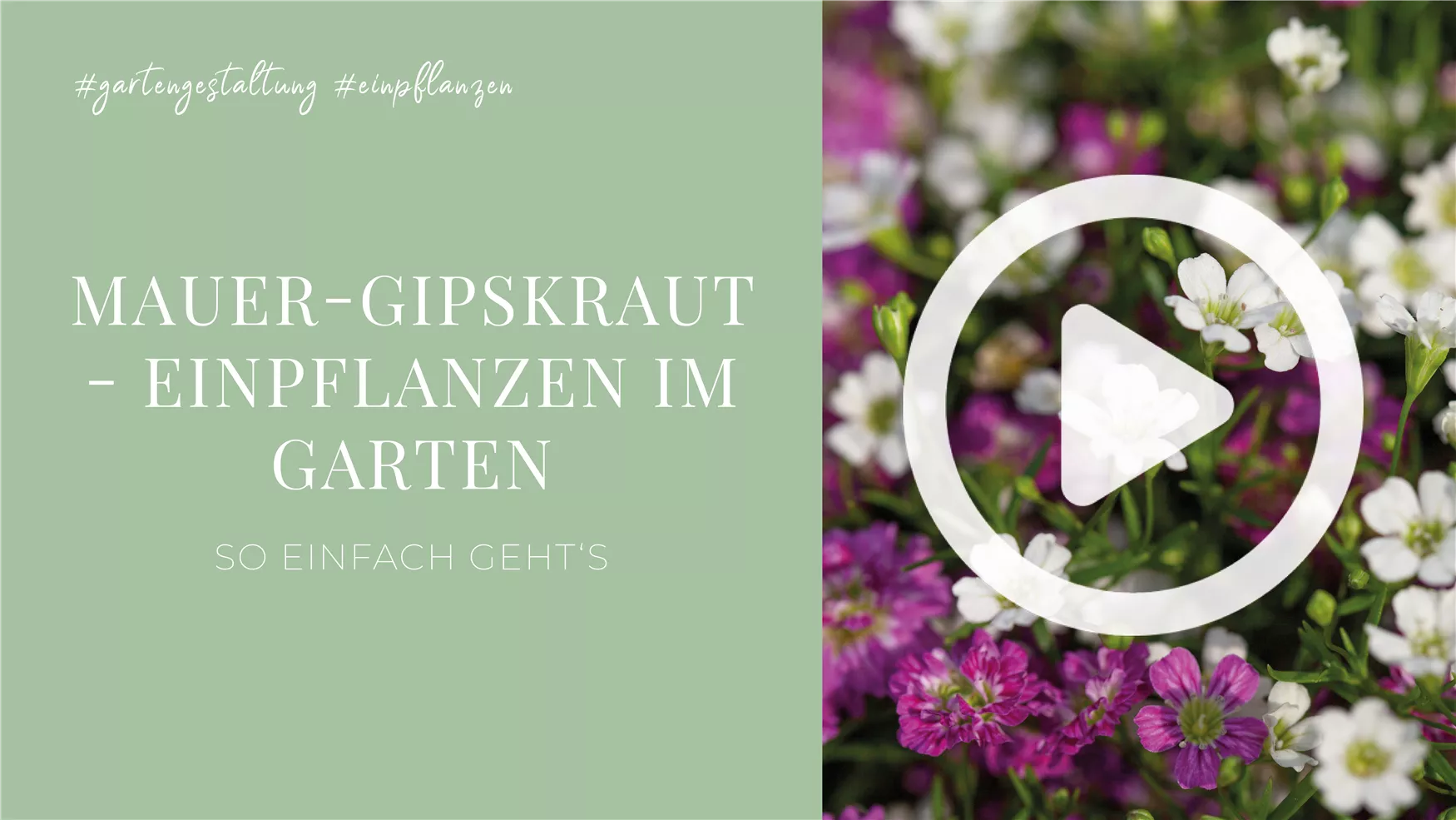Mauer-Gipskraut - Einpflanzen im Garten Mauer-Gipskraut - Einpflanzen im Garten