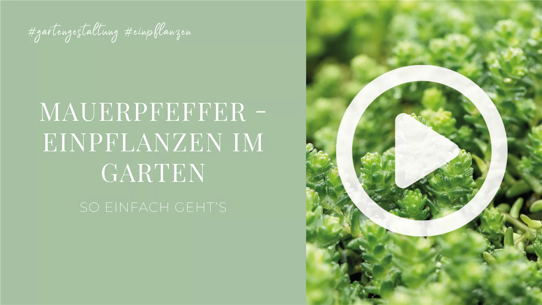 Mauerpfeffer - Einpflanzen im Garten Mauerpfeffer - Einpflanzen im Garten