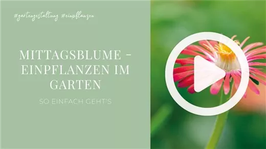 Mittagsblume - Einpflanzen im Garten Mittagsblume - Einpflanzen im Garten