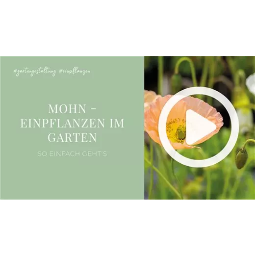 Mohn - Einpflanzen im Garten Mohn - Einpflanzen im Garten