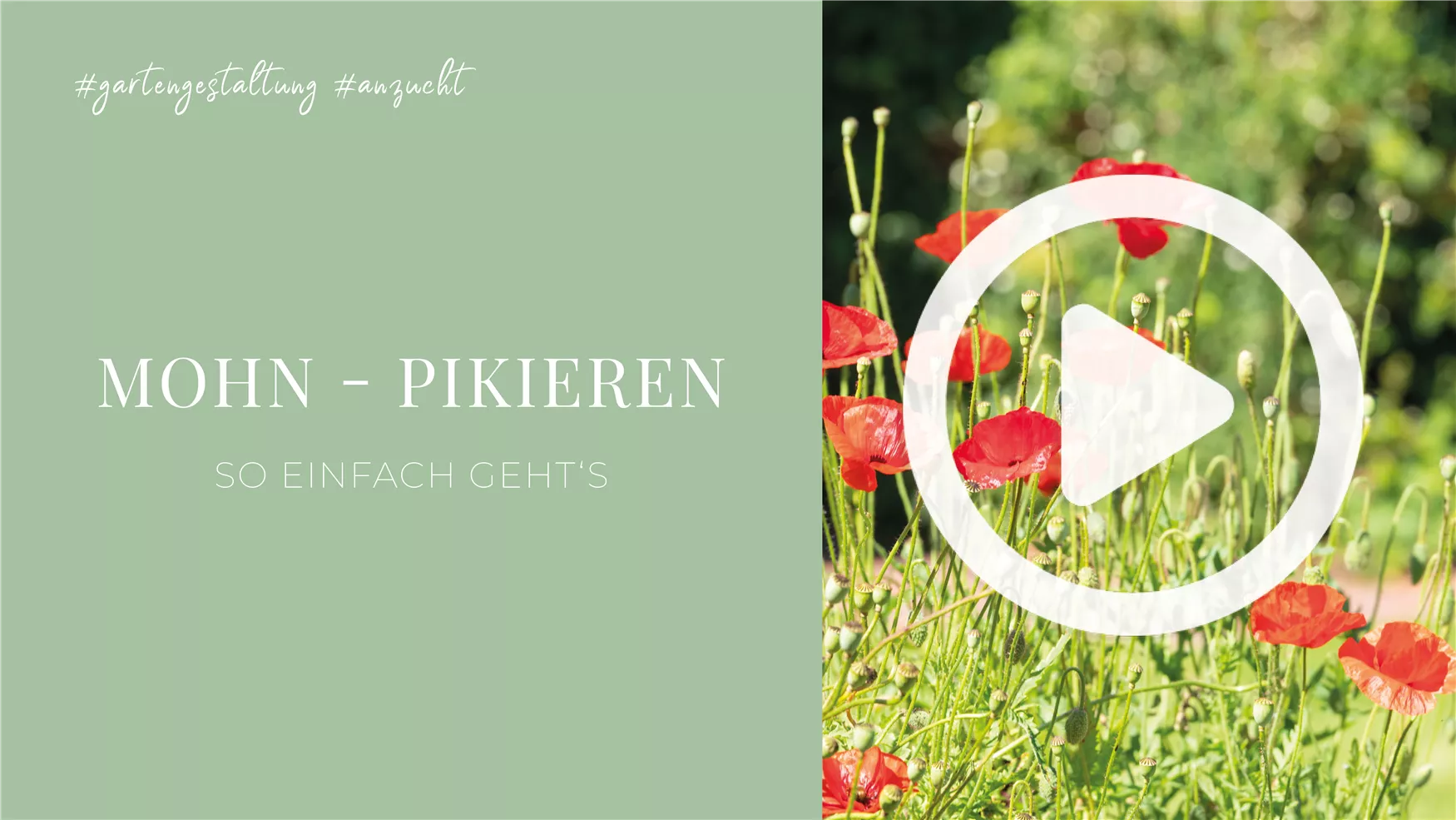 Mohn - Pikieren Mohn - Pikieren