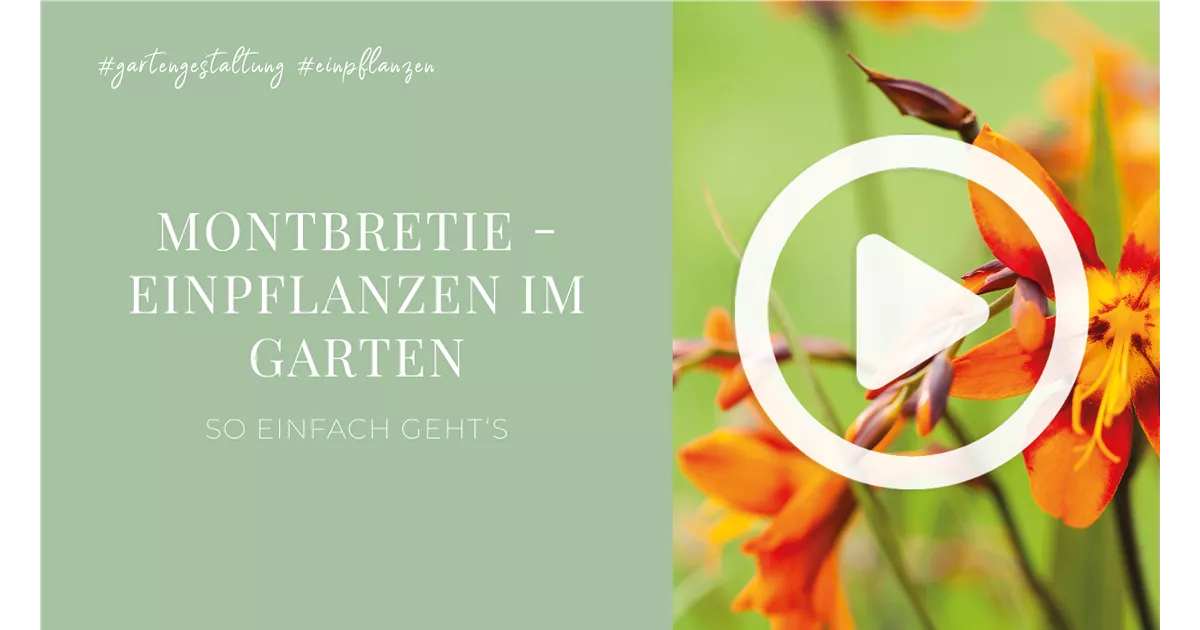 Montbretie - Einpflanzen im Garten