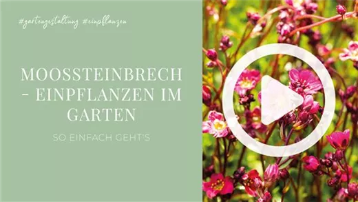 Moossteinbrech - Einpflanzen im Garten