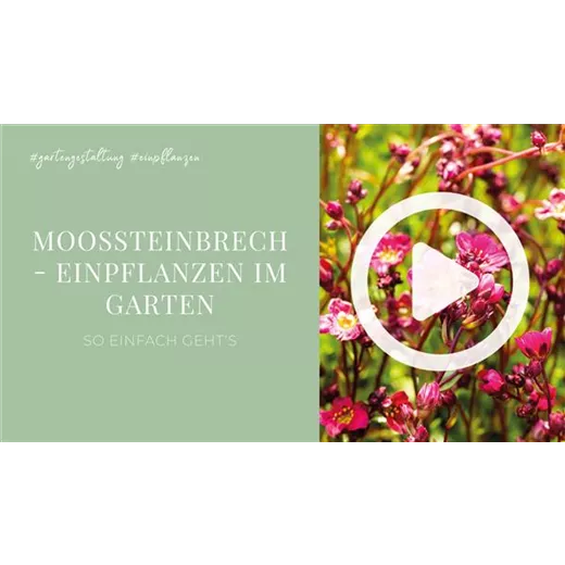 Moossteinbrech - Einpflanzen im Garten Moossteinbrech - Einpflanzen im Garten