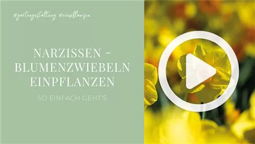Narzissen - Blumenzwiebeln einpflanzen