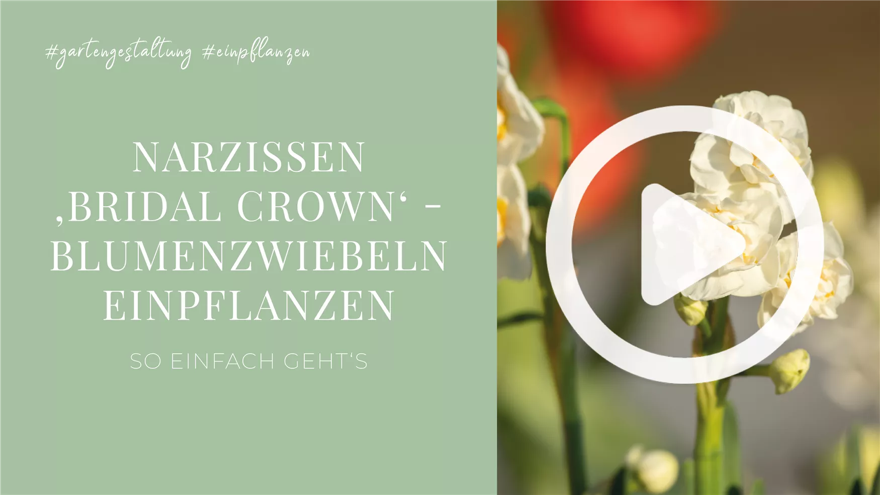 Narzissen 'Bridal Crown' - Blumenzwiebeln einpflanzen Narzissen 'Bridal Crown' - Blumenzwiebeln einpflanzen