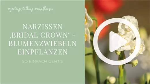Narzissen 'Bridal Crown' - Blumenzwiebeln einpflanzen