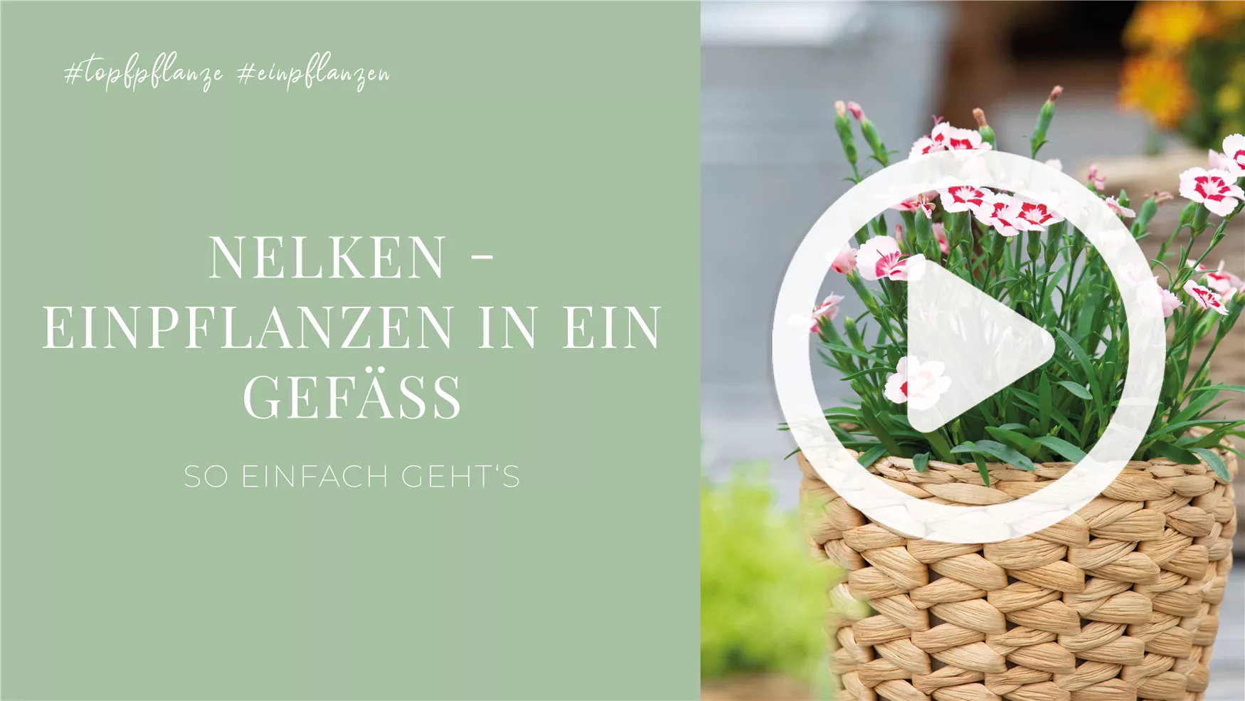 Nelken - Einpflanzen in ein Gefäß Nelken - Einpflanzen in ein Gefäß
