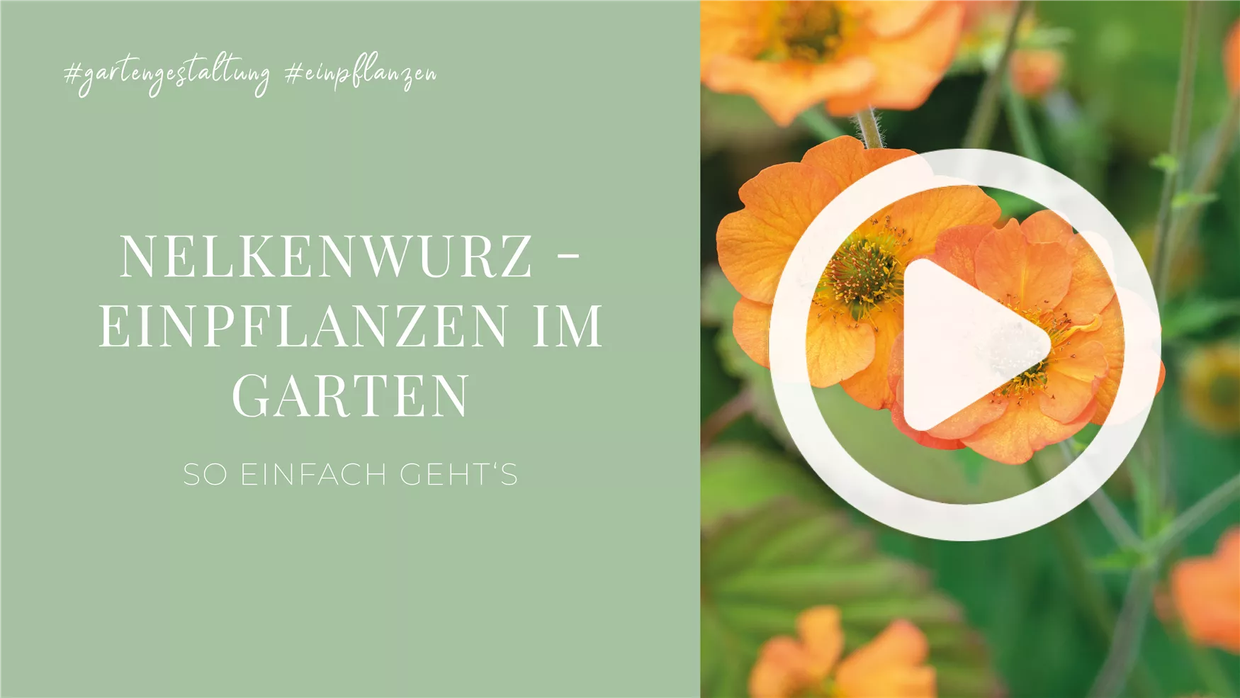 Nelkenwurz - Einpflanzen im Garten Nelkenwurz - Einpflanzen im Garten