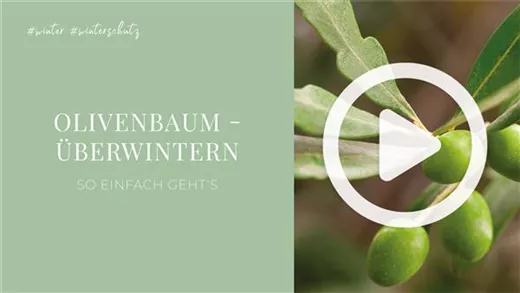 Olivenbaum - Überwintern