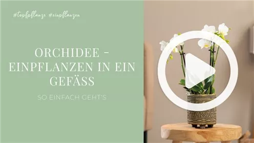 Orchidee - Einpflanzen in ein Gefäß Orchidee - Einpflanzen in ein Gefäß