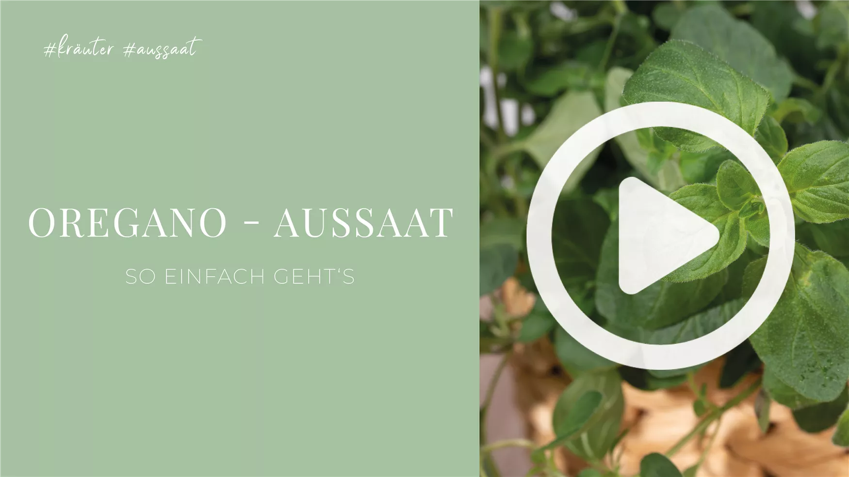 Oregano - Aussaat Oregano - Aussaat