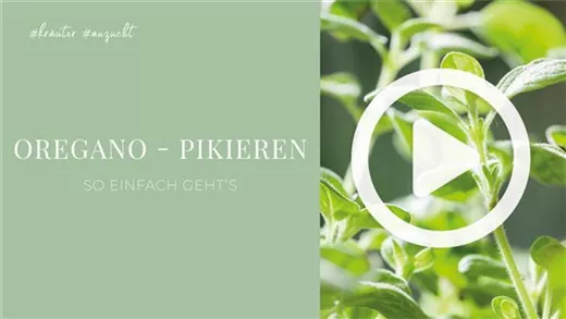Oregano - Pikieren
