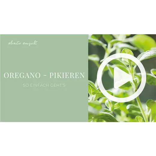 Oregano - Pikieren Oregano - Pikieren