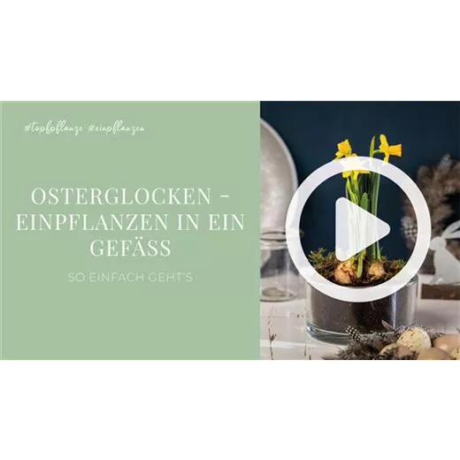 Osterglocken - Einpflanzen in ein Gefäß