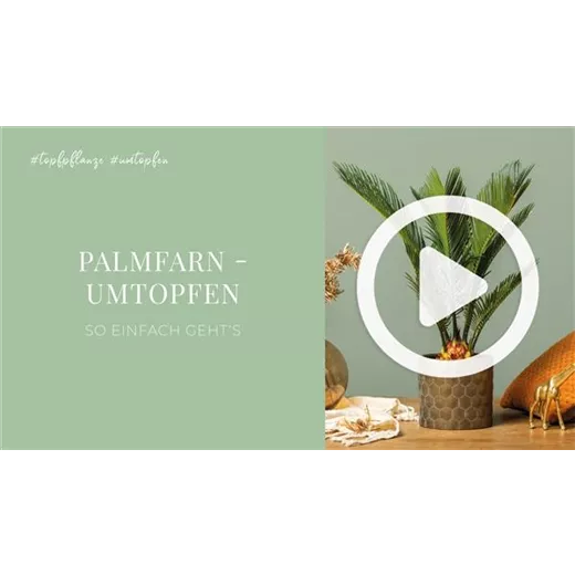 Palmfarn - Umtopfen