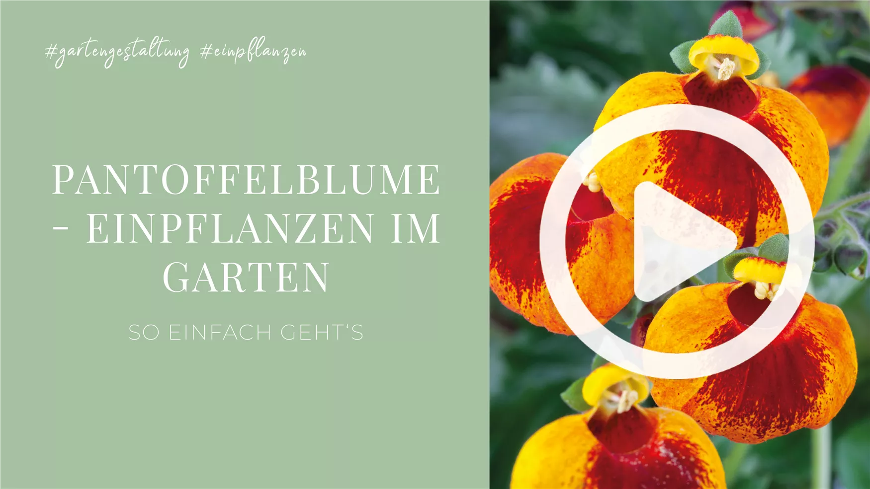 Pantoffelblume - Einpflanzen im Garten Pantoffelblume - Einpflanzen im Garten